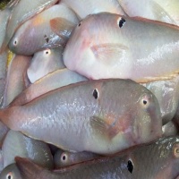 Cá mó tươi (cá lưỡi mèo) loại 1